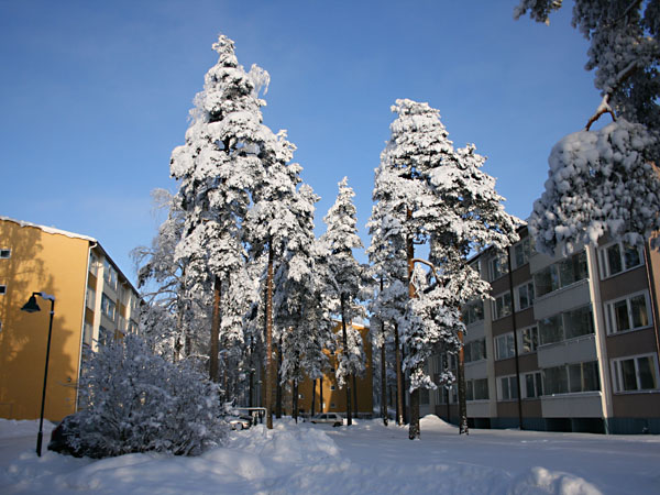 Kauppalankadun puita